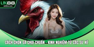 Cách Chọn Gà Chọi Chuẩn - Kinh Nghiệm Từ Các Sư Kê 4 cách chọn gà chọi