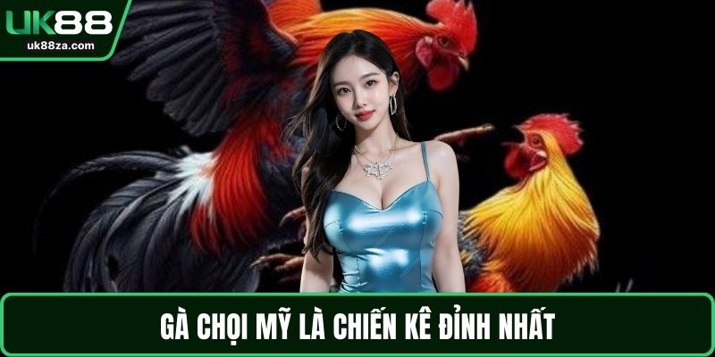 Đá Gà Trực Tiếp – Bộ Môn Đầy Tính Chiến Thuật, Hấp Dẫn 3 Gà chọi mỹ là chiến kê đỉnh nhất